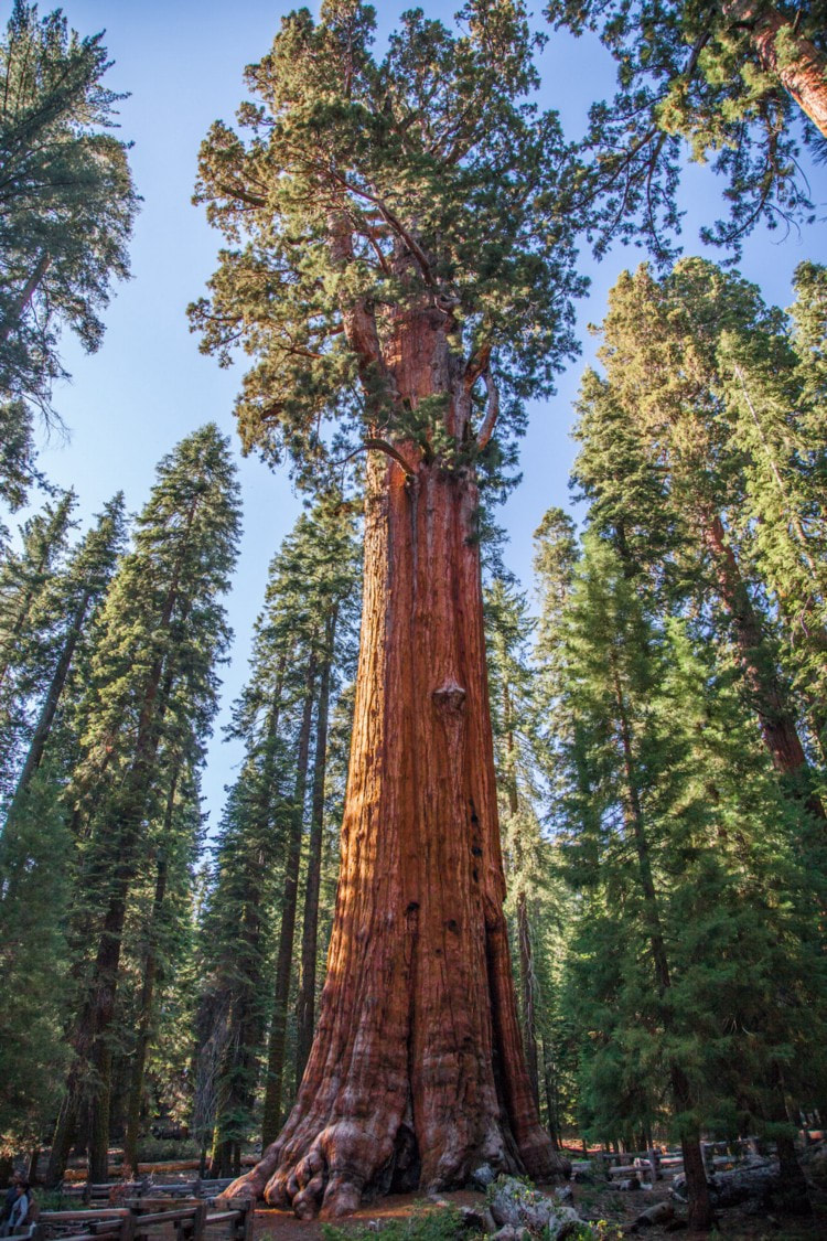 general sherman sequoia