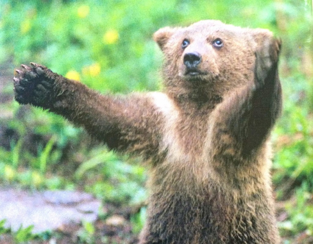 yosemite bear hug cub
