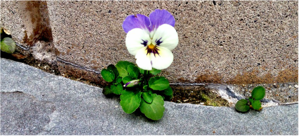 flower in cement struggle persistence comfort zone risk