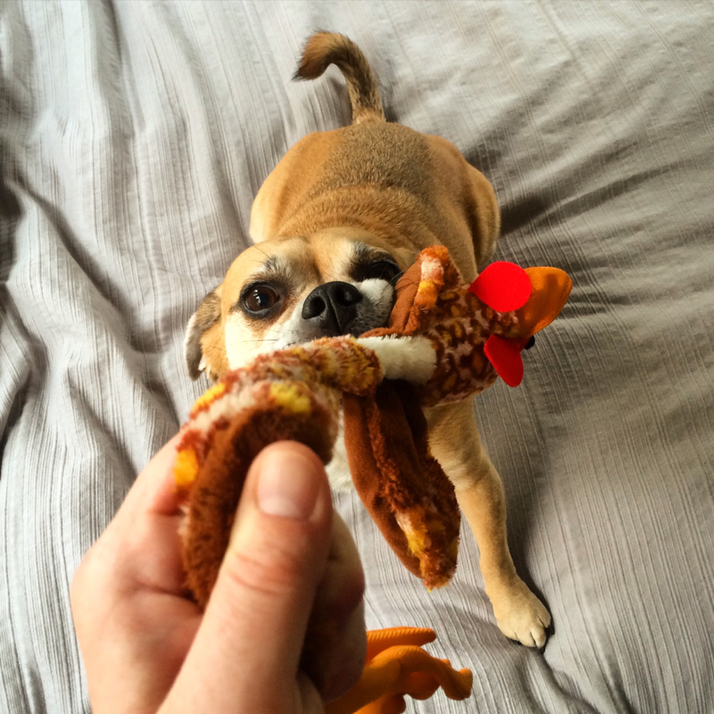 mindfulness now dog tug-o-war worrying puggle pug beagle
