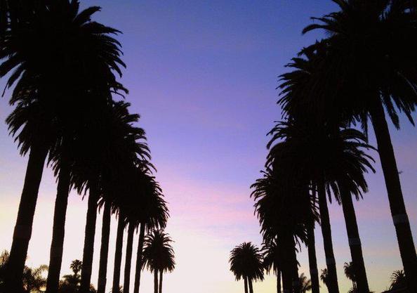 balance sunset palm trees mindfulness zen nature santa barbara