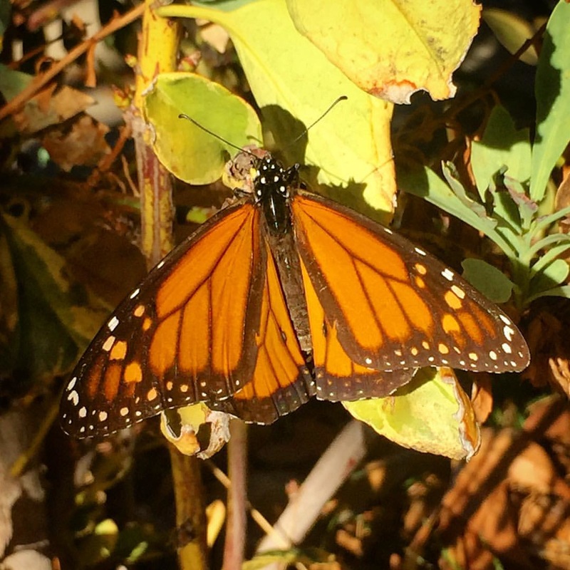 monarch butterfly milkweed monsanto