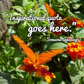 inspirational quote goes here butterfly mindfulness