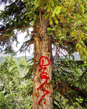 graffiti on a tree big horn mine trail angeles national forest