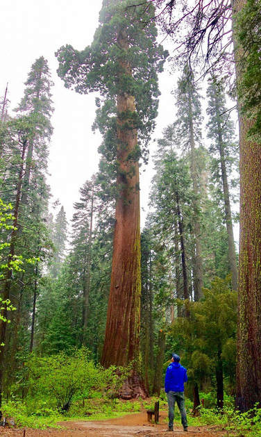 sequoia humble gratitude 